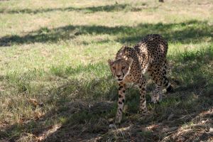 Cats are Cool Cats at Halpenny's Cat World - Lincolnshire Magazine - LincsMag.com