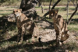 Cats are Cool Cats at Halpenny's Cat World - Lincolnshire Magazine - LincsMag.com