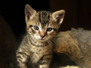 Cats are Cool Cats at Halpenny's Cat World - Lincolnshire Magazine - LincsMag.com