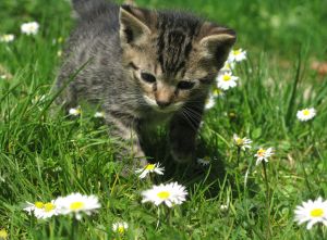 Cats are Cool Cats at Halpenny's Cat World - Lincolnshire Magazine - LincsMag.com