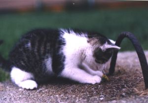 Cats are Cool Cats at Halpenny's Cat World - Lincolnshire Magazine - LincsMag.com