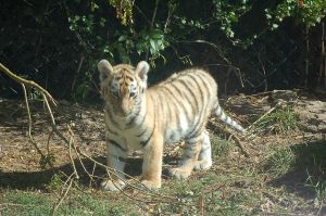 Cats are Cool Cats at Halpenny's Cat World - Lincolnshire Magazine - LincsMag.com