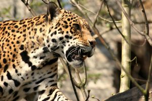 Cats are Cool Cats at Halpenny's Cat World - Lincolnshire Magazine - LincsMag.com