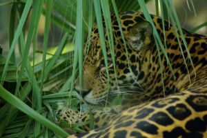 Cats are Cool Cats at Halpenny's Cat World - Lincolnshire Magazine - LincsMag.com