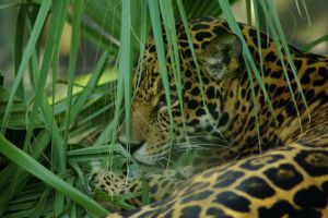 Cats are Cool Cats at Halpenny's Cat World - Lincolnshire Magazine - LincsMag.com