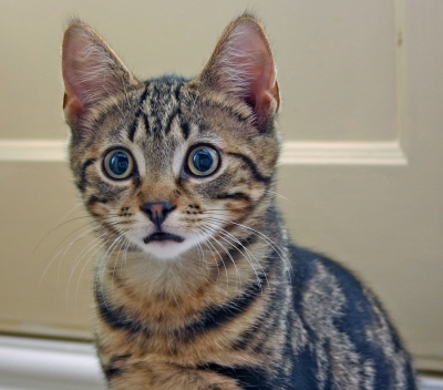 Cats are Cool Cats at Halpenny's Cat World - Lincolnshire Magazine - LincsMag.com