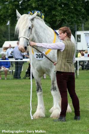 Evie Lund with Metheringham Upton Teasel (Shire) - G.Robinson - Lincolnshire Heavy Horses Success at Royal Norfolk - Lincolnshire Magazine - LincsMag.com