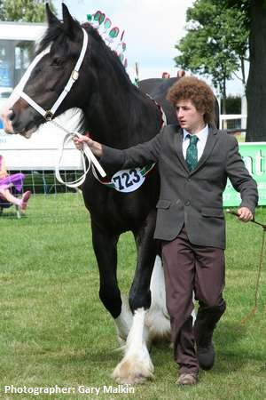 Oliver Chaffey with Ruskington Megan (Shire) - Bainsbridge Shires - Lincolnshire Heavy Horses Success at Royal Norfolk - Lincolnshire Magazine - LincsMag.com