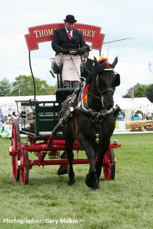 Thomas Henfrey Single Turnout (Percheron) - T.Henfrey - Lincolnshire Heavy Horses Success at Royal Norfolk - Lincolnshire Magazine - LincsMag.com