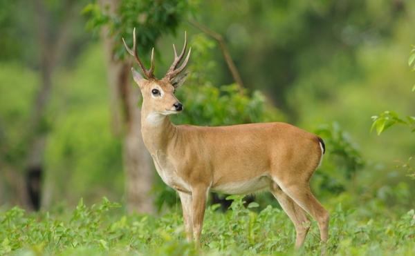 A Deer Cull If Wrong - Lincolnshire Magazine - LincsMag.com