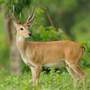 A Deer Cull If Wrong - Lincolnshire Magazine - LincsMag.com