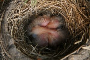 Top Five Myths About Rescuing Baby Wild Birds - Lincolnshire Magazine - LincsMag.com