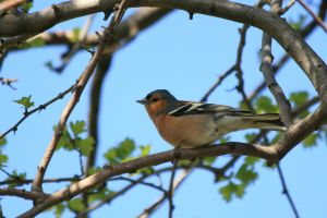Top Five Myths About Rescuing Baby Wild Birds - Lincolnshire Magazine - LincsMag.com