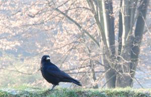 Top Five Myths About Rescuing Baby Wild Birds - Lincolnshire Magazine - LincsMag.com