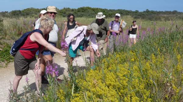 Admiring the Ladies bedstraw - Marine and Coastal Day (2010) - Lincolnshire Magazine - LincsMag.com