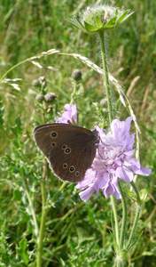 Ringlet butterfly on Field scabius - Marine and Coastal Day (2010) - Lincolnshire Magazine - LincsMag.com