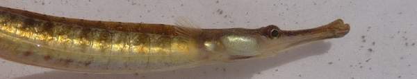 pipefish face - Marine and Coastal Day (2010) - Lincolnshire Magazine - LincsMag.com