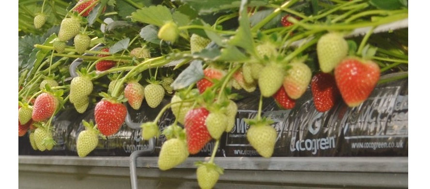 British Strawberries Smiling - Food & Drink - Lincolnshire Magazine - LincsMag.com