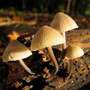 Wild Mushroom Caution - Lincolnshire Magazine - LincsMag.com