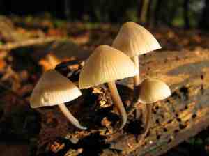 Wild Mushroom Caution - picture by Ali-Taylor- Lincolnshire Magazine - LincsMag.com
