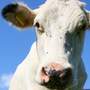 Hand Washing Reminder For Petting Farm Season - Lincolnshire Magazine - LincsMag.com