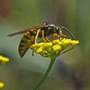 The Wasp Invasion - Lincolnshire Magazine - LincsMag.com
