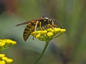 The Wasp Invasion - creator Rosemary Ratcliff - Lincolnshire Magazine - LincsMag.com