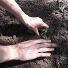 Discover Home Gardening to Breathe Life Back Into Your World - Lincolnshire Magazine - LincsMag.com
