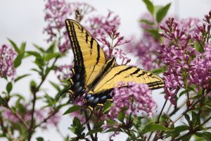 Butterfly in Lilac by Laura Zelenak - Lincolnshire Magazine - LincsMag.com