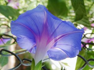 Morning Glory by Lynn Cummings - Lincolnshire Magazine - LincsMag.com