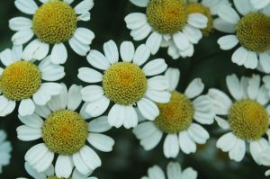 Fever Few by Angela Seiffert - Lincolnshire Magazine - LincsMag.com
