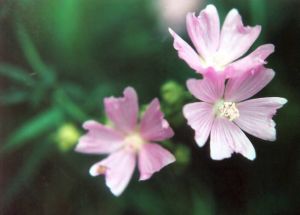 Mini Hollyhocks by Stephanie Summerfield - Lincolnshire Magazine - LincsMag.com