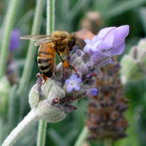 Lavender Bee by Clodia Porteous - Lincolnshire Magazine - LincsMag.com