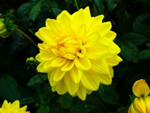 Bright Yellow Dahlia by Graham Soult - Lincolnshire Magazine - LincsMag.com
