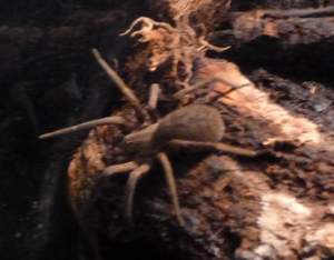 In At The Deep With Spider Fear - Lincolnshire Magazine - LincsMag.com