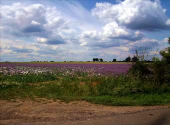 Countryside Section - Lincolnshire Magazine - LincsMag