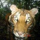 Tiger Image Wins BBC Wildlife Camera Trap Photo - Lincolnshire Magazine - LincsMag