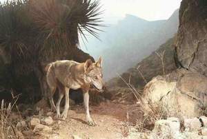 hadi al hikmani arabian wolf 
