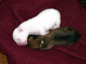 The white one looks like a cat!!! But they're boxer dogs! These are two weeks old...awwwww! by Ingrid Mller - Before You Buy that Puppy - Lincolnshire Magazine - LincsMag.com