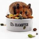 Choosing the Right Hamster - Lincolnshire Magazine - LincsMag.com