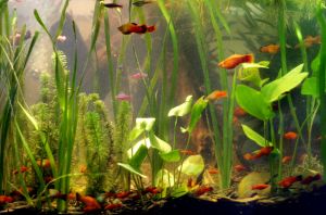 A few Things to Know About Aquarium Care
