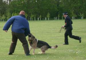 50th Anniversary National Police Dog Trials - photo Baron Halpenny - Lincolnshire Magazine - LincsMag.com